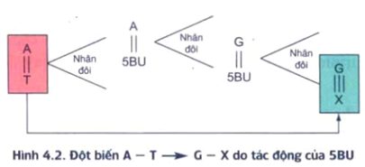 Hoá chất gây đột biến nhân tạo 5-Brôm uraxin (5BU) thường gây đột biến gen dạng (ảnh 1)