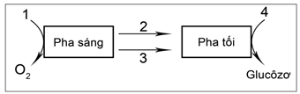 Cho sơ đồ mô tóm tắt mối quan hệ giữa pha sáng và pha tối trong quang hợp (ảnh 1)