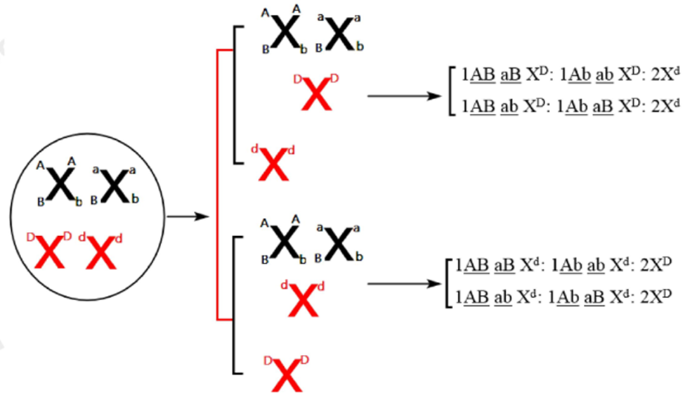 Một tế bào sinh tinh của cơ thể có kiểu gen đề AB/ab*X^D*X^d  giảm phân, cặp NST thường không phân li trong giảm phân I (ảnh 1)