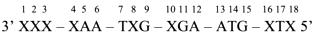 Cho biết các côđon mã hóa các axit amin tương ứng như sau:  GGG - Gly; UAX - Tyr; GXU – Ala; XGA – Arg; GUU – Val (ảnh 1)