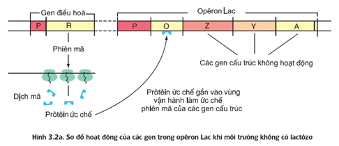 Trong cơ chế điều hòa hoạt động của opêron Lac ở Ecoli, khi môi (ảnh 1)