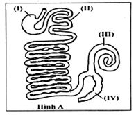 Dựa trên hình vẽ dạ dày và ruột ở thú ăn thực vật, có bao nhiêu phát biểu sau (ảnh 1)