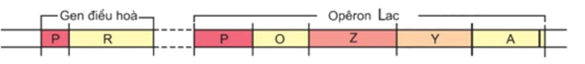 Trong cơ chế điều hoà hoạt động của operon Lac ở vi khuẩn E.Coli, vùng khởi động (promoter) là (ảnh 1)