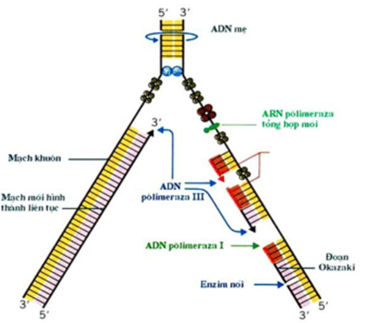 Trong quá trình nhân đôi ADN, mạch được tổng hợp gián đoạn là	A. Mạch được kéo dài theo chiều 5’=> 3’ so với chiều tháo xoắn (ảnh 1)