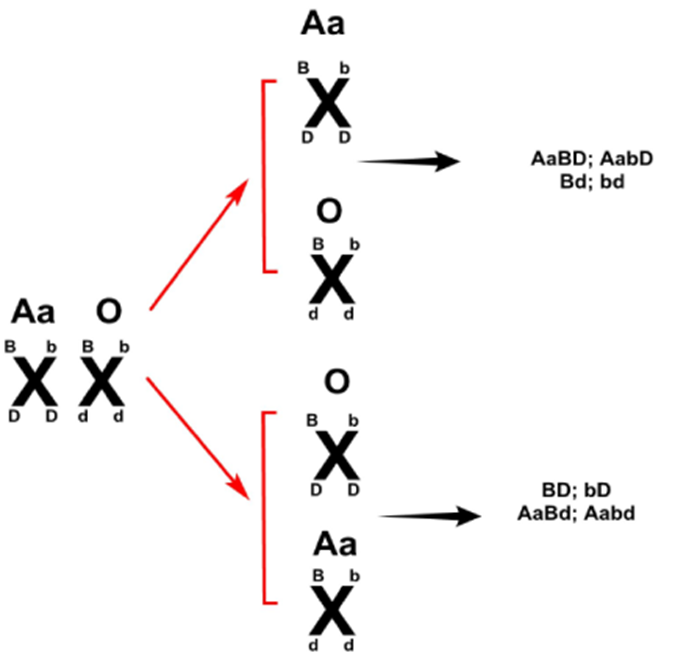Xét 3 tế bào sinh tinh của 1 cơ thể có kiểu gen  Aa*BD/bd tham gia giảm phân, chỉ 1 trong 3 tế bào bị đột biến (ảnh 1)