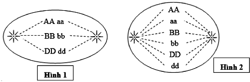 Một loài có 2n = 6, các chữ cái là kí hiệu cho các NST, hai tế bào thuộc cùng 1 loại đang thực hiện các quá trình (ảnh 1)