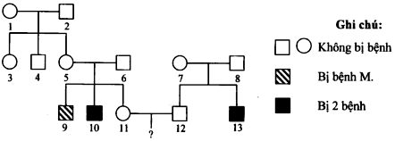 Ở người, bệnh M và bệnh N là hai bệnh do đột biến gen lặn nằm ở vùng không tương đồng trên nhiễm sắc thể  (ảnh 1)