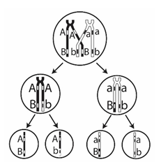 Hình bên mô tả cơ chế tiếp hợp, trao đổi chéo diễn ra trong kì đầu của giảm (ảnh 1)