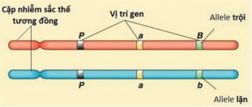 Phát biểu đúng với các thông tin mô tả trên hình bên là   	A. có 2 nhóm gen liên kết là PaB và Pab (ảnh 1)
