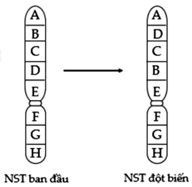 Hình vẽ sau mô tả một dạng đột biến cấu trúc nhiễm sắc thể (NST), nhận định nào sau đây (ảnh 2)