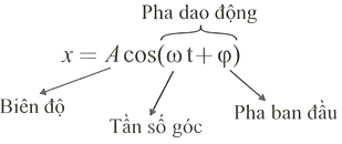 Một chất điểm dao động điều hòa với phương trình x=Acos(omegat+phi) (ảnh 1)
