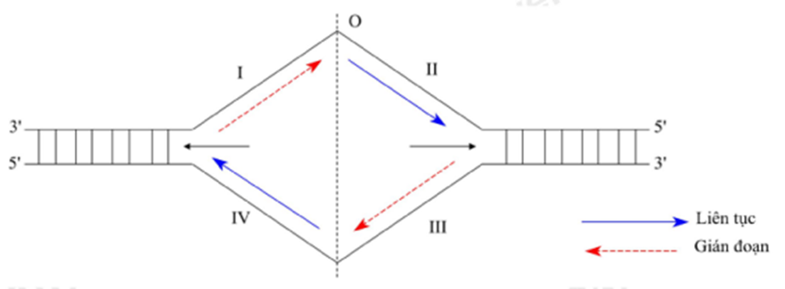 Cho một đoạn ADN ở khoảng giữa của một đơn vị nhân đôi như hình vẽ (trong đó O  (ảnh 2)