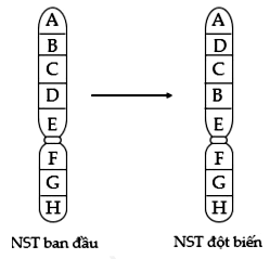 Hình vẽ sau mô tả một dạng đột biến cấu trúc nhiễm sắc thể (NST), nhận định nào sau đây (ảnh 1)