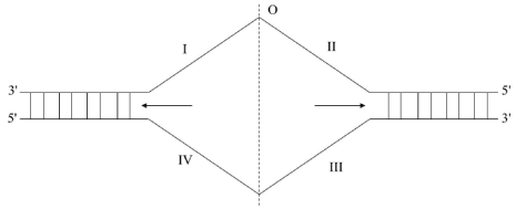 Cho một đoạn ADN ở khoảng giữa của một đơn vị nhân đôi như hình vẽ (trong đó O  (ảnh 1)