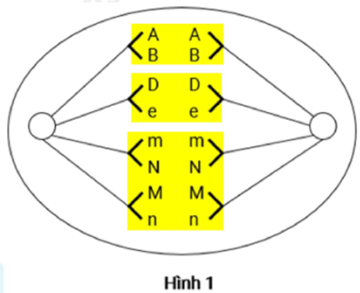 Hình 1 biểu diễn quá trình phân bào của một tế bào (Y) ở một cây lưỡng bội X có kiểu gen dị hợp về tất cả các cặp gen (ảnh 2)
