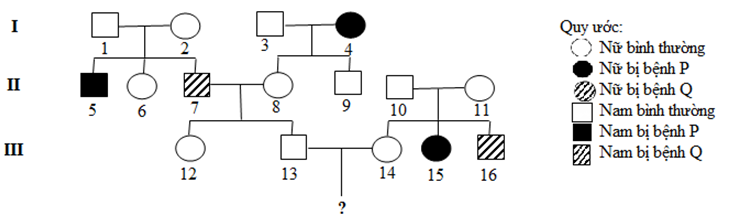 Sơ đồ phả hệ dưới đây mô tả sự di truyền của hai bệnh P, Q. Cả hai (ảnh 1)