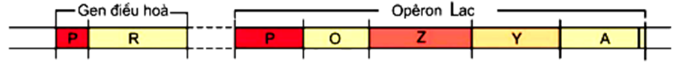 Trong mô hình hoạt động của Operon Lac, gen điều hòa (gen R) và Opêrôn Lạc đều có thành phần (ảnh 1)