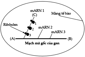 Sơ đồ ở hình bên mô tả quá trình phiên mã và dịch mã trong tế bào của một loài sinh vật  (ảnh 1)