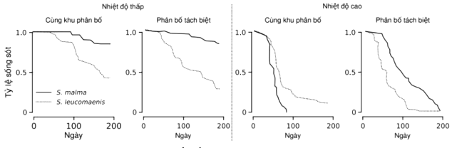 Thí nghiệm về tác động của nhiệt độ lên mối quan hệ cạnh tranh khác loài của 2 loài cá hồi suối đã được thực hiện (ảnh 1)