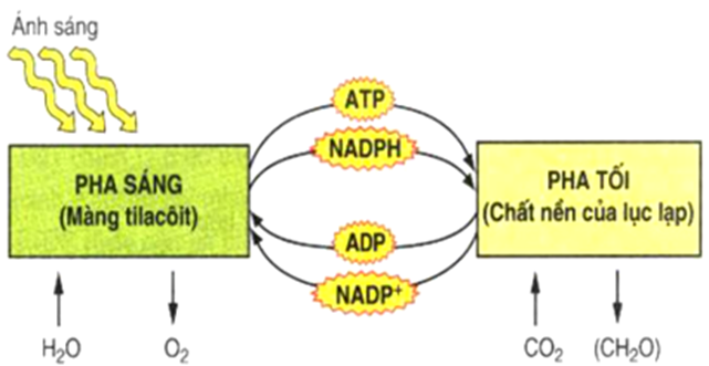 Khi nói về quang hợp ở thực vật, phát biểu nào sau đây đúng?  	A. Pha tối của quang hợp tạo ra NADP+ và ATP (ảnh 1)