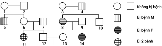 Phả hệ ở hình 2 mà là sự di truyền 2 bệnh ở người: bệnh P do 1 gen có 2 alen nằm trên NST thường quy định (ảnh 1)