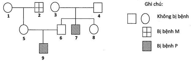 Sơ đồ phả hệ dưới đây mô tả sự di truyền hai bệnh ở người là bệnh P và (ảnh 1)
