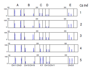 Mô hình điện di sản phẩm PCR nhiều cặp nhiễm sắc thể (các cặp được (ảnh 1)
