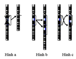 Hình bên mô tả 3 dạng đột biến cấu trúc nhiễm sắc thể. Trình tự đúng theo (ảnh 1)