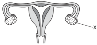 Hình bên mô tả cơ quan sinh sản của nữ giới. Chức năng (ảnh 1)