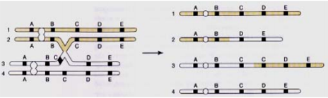 Hình dưới đây mô tả cơ chế gây ra 2 dạng đột biến cấu trúc nhiễm sắc thể do (ảnh 1)