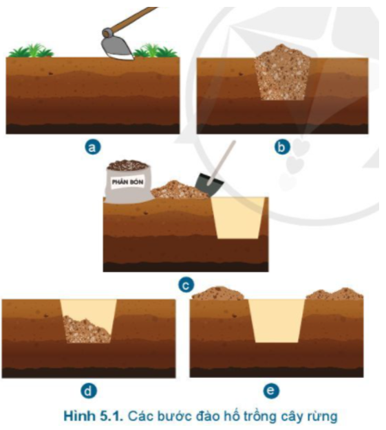 Hãy sắp xếp hình ảnh trong Hình 5.1 theo thứ tự của kĩ thuật đào hố trồng cây rừng (ảnh 1)