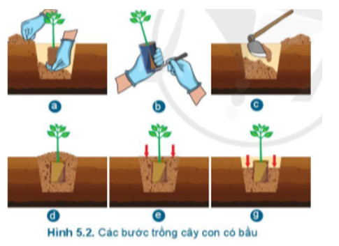 Các hình ảnh trong Hình 5.2 tương ứng với bước nào của quy trình trồng rừng bằng cây con có bầu (ảnh 1)