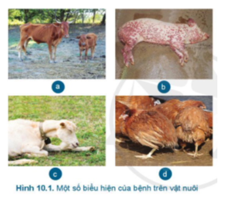 Quan sát Hình 10.1 và cho biết vật nuôi bị bệnh có những biểu hiện khác thường gì (ảnh 1)