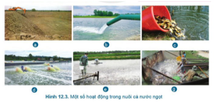Em hãy quan sát Hình 12.3 và chỉ rõ các hoạt động nuôi cá nước ngọt trong ao (ảnh 1)