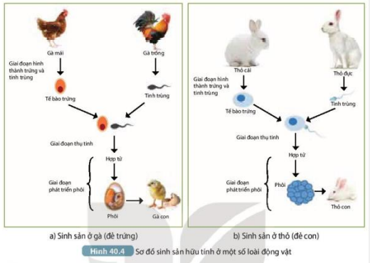 1. Quan sát Hình 40.4a, mô tả khái quát các giai đoạn sinh sản hữu tính ở gà và thỏ. (ảnh 1)