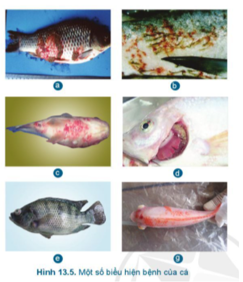 Em hãy quan sát các biểu hiện bệnh của cá trong Hình 13.5 và ghép với tên bệnh sau (ảnh 1)