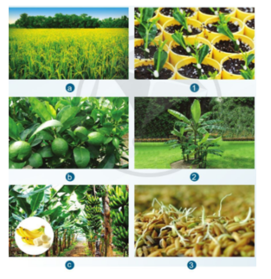 Quan sát Hình 3.1 và cho biết: Mỗi loại cây trồng ( a -> c) được nhân giống bằng cách nào (1 ->3) (ảnh 1)