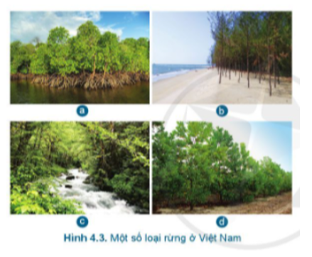 Kể tên những loại rừng có trong Hình 4.3 (ảnh 1)