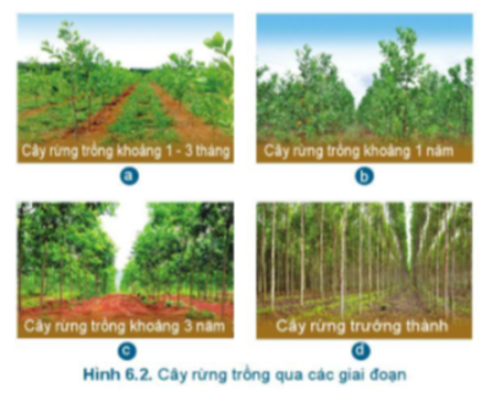 Em hãy cho biết số lần, thời gian chăm sóc cây rừng ở từng giai đoạn có trong Hình 6.2 (ảnh 1)