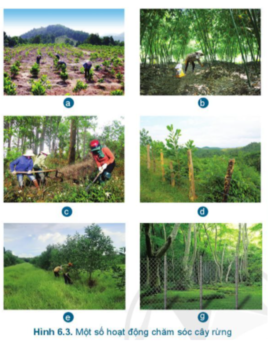 Mô tả nội dung công việc chăm sóc cây rừng có trong Hình 6.3 (ảnh 1)
