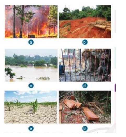 Dựa vào hình 7.3, em hãy nêu nguyên nhân, hậu quả của việc mất rừng ở nước ta (ảnh 1)