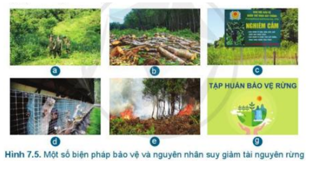 Trong các hoạt động ở Hình 7.5, hoạt động nào làm suy giảm tài nguyên rừng? Vì sao (ảnh 1)