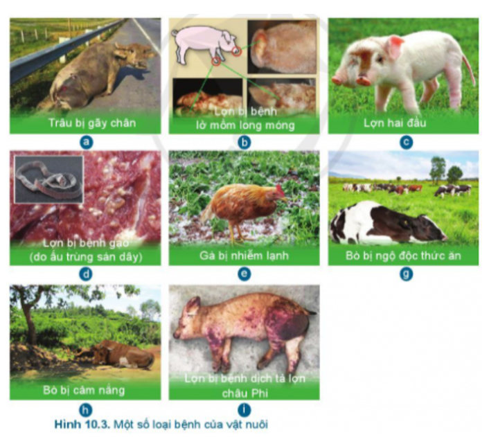 Em hãy xác định các tác nhân gây bệnh của vật nuôi trong Hình 10.3 (ảnh 1)