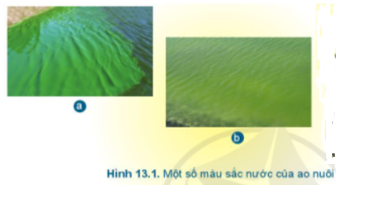 Quan sát Hình 13.1 và cho biết màu nước ở ao nuôi nào phù hợp để nuôi thủy sản (ảnh 1)