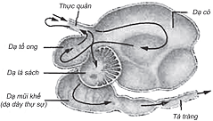 Hình vẽ bên mô tả dạ dày (ảnh 1)