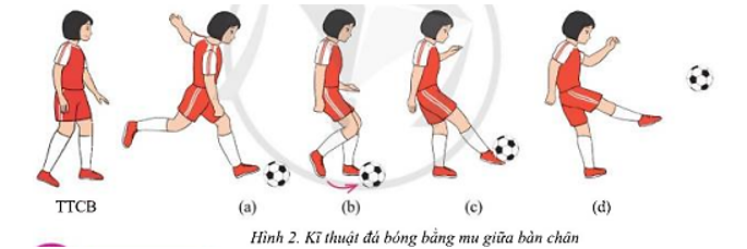 Em hãy nêu cách thực hiện kĩ thuật đá bóng bằng mu trong bàn chân và mu giữa bàn chân (ảnh 2)