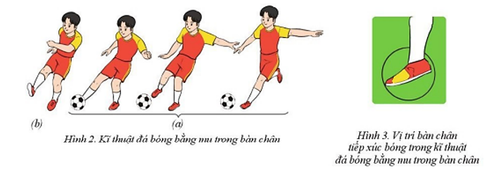Nêu những điểm khác nhau giữa kĩ thuật đá bóng bằng mu trong bàn chân với kĩ thuật đá bóng bằng lòng bàn chân (ảnh 2)