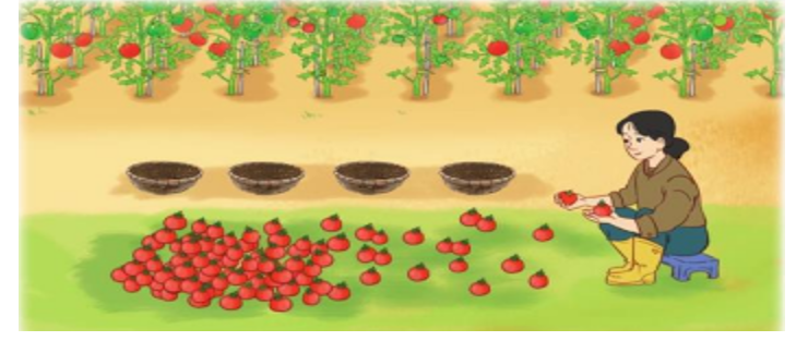 Có 84 quả cà chua xếp đều vào 4 rổ. Hỏi mỗi rổ có bao nhiêu quả cà chua (ảnh 1)
