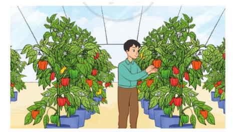 Trong trang trại áp dụng nông nghiệp công nghệ cao, anh Thịnh trồng 8660 cây ớt chuông trong 4 nhà kính (ảnh 1)