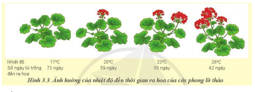 Quan sát Hình 3.3 và cho biết nhiệt độ ảnh hưởng như thế nào đến sự ra hoa của cây phong lữ thảo. (ảnh 1)